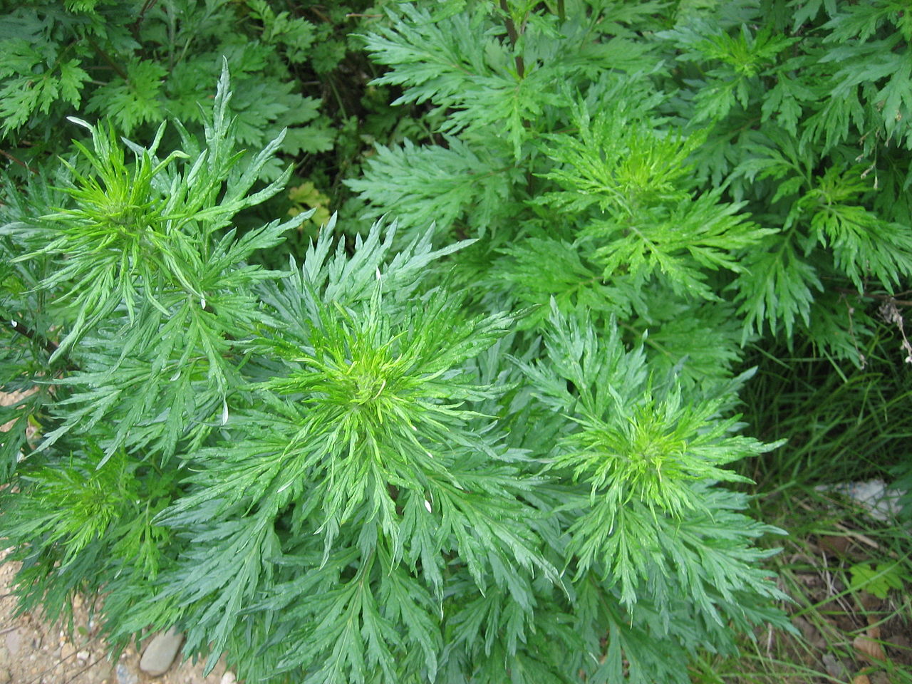 Artemisia, l' erba che brucia della Moxa