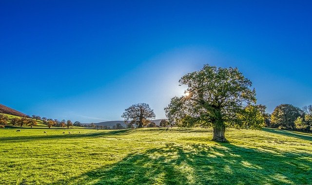 La Tradizione, un albero che vive grazie a radici forti